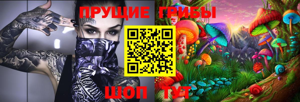 Галлюциногенные грибы Psilocybine cubensis Балтийск